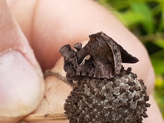 Autographa precationis