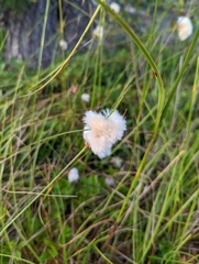 Eriophorum virginicum