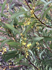 Acacia rubida