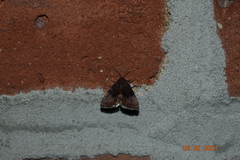 Galgula partita