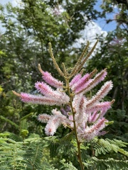 Mimosa benthamii