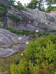 Eriophorum virginicum