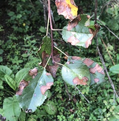 Malus sylvestris