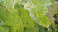 Podosphaera macularis