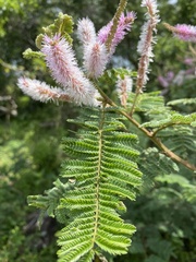Mimosa benthamii