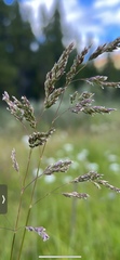 Poa alpina