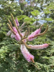 Mimosa benthamii