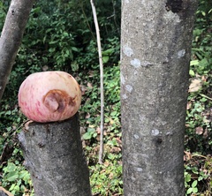 Malus sylvestris