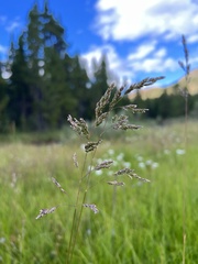 Poa alpina
