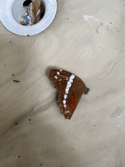 Anartia fatima