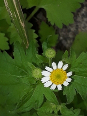 Perityle microglossa