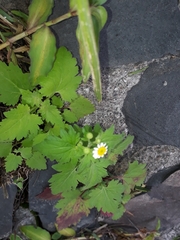 Perityle microglossa