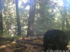 Ursus americanus machetes