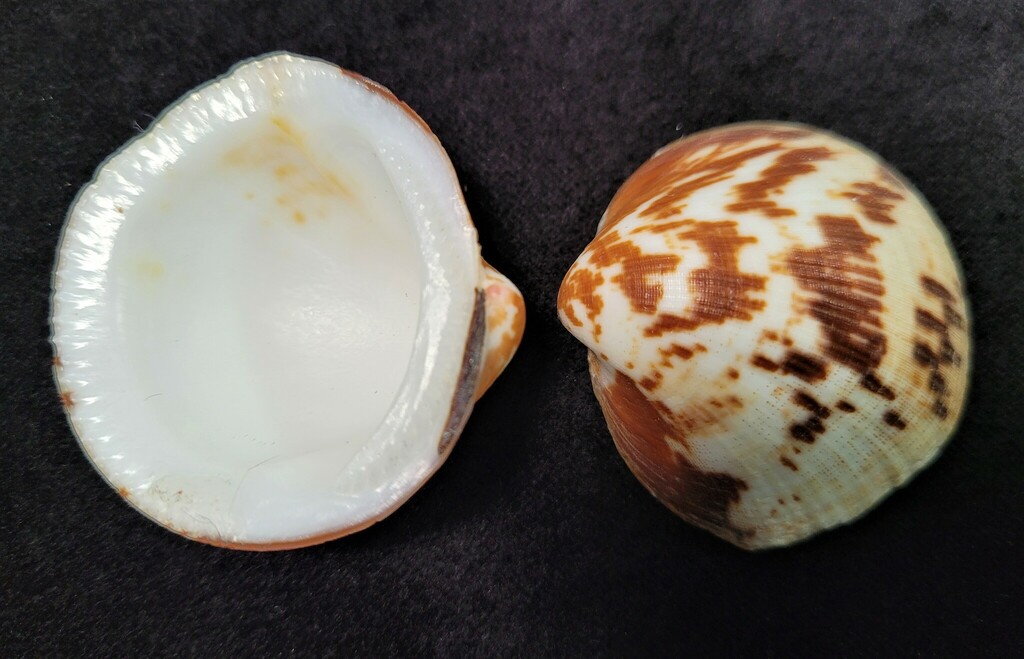 decussate bittersweet clam