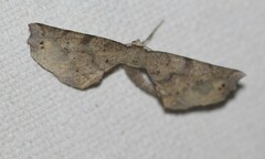 Parepisparis excusata