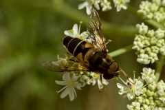 Eristalis pertinax