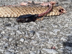 Masticophis flagellum flagellum