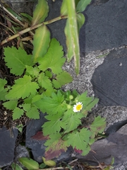 Perityle microglossa