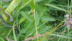 Hieracium umbellatum