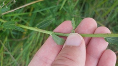 Hieracium umbellatum