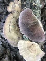 Trichaptum laricinum