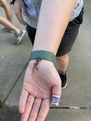 Hemidactylus turcicus