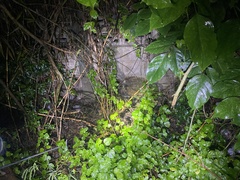 Trimeresurus albolabris