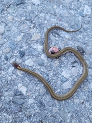 Storeria occipitomaculata