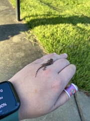 Hemidactylus turcicus