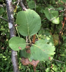 Malus sylvestris
