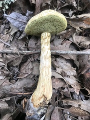 Aureoboletus russellii