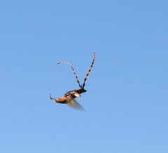 Dendrobias mandibularis