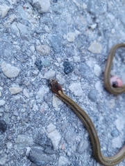 Storeria occipitomaculata