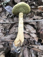 Aureoboletus russellii