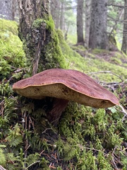 Aureoboletus mirabilis