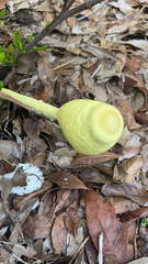 Leucocoprinus birnbaumii image