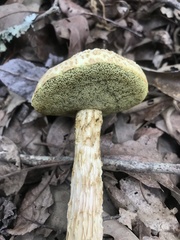 Aureoboletus russellii