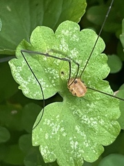 Leiobunum aldrichi
