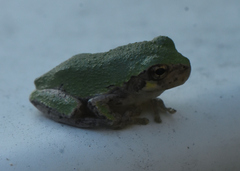Hyla versicolor