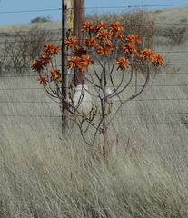 Aloe hereroensis