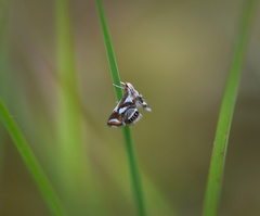 Chrysendeton imitabilis