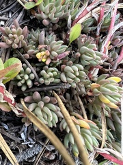 Sedum lanceolatum