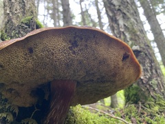 Aureoboletus mirabilis
