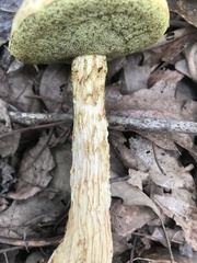 Aureoboletus russellii