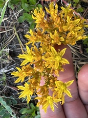 Sedum lanceolatum
