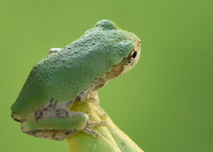 Hyla versicolor
