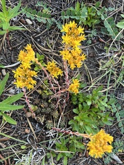Sedum lanceolatum