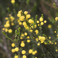 Acacia rhetinocarpa