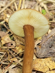 Lactarius lignyotus