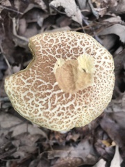 Aureoboletus russellii